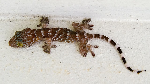Gecko 200959 640